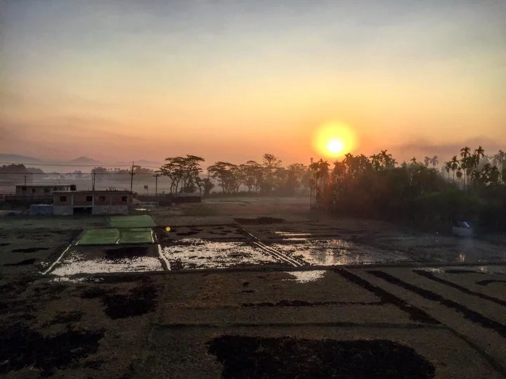 Life in a Rice&nbsp;Field
